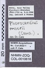 Etikette zu Phorocardius moorii (NHMW-ZOO-COL-0010616)